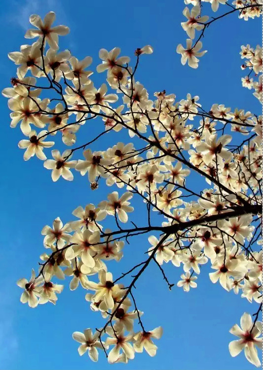 玉兰花开.jpg