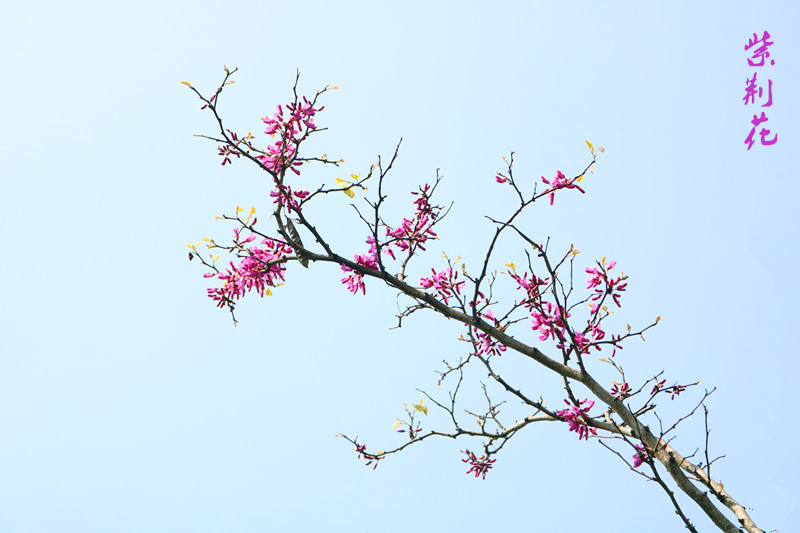 紫荆花.jpg