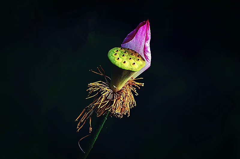 psb (10).jpg