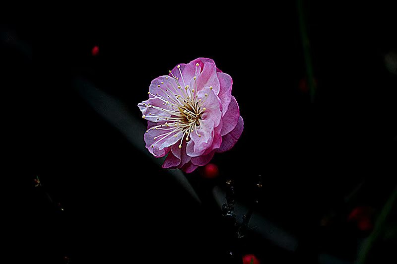 psb (10).jpg